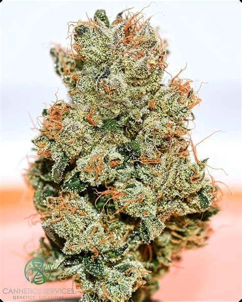 coco freeze strain